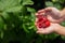 Delicious red raspberries in children`s palms-berry harvest in the garden in summer