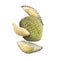 Delicious ripe durian fruits falling on white background