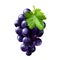 Delicious ripe grapes