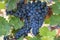 Delicious ripe sweet blue grapes on the vine
