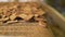 Delicious rusks in a pile. Bread rusks at a factory for production.