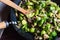 Delicious sauteed brussels sprouts with mushrooms in large skillet, wood turner, kitchen towel