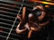 Delicious seafood recipes. A large octopus is grilled on an open fire. Close-up. Picnic, restaurant, seafood recipes, restaurant,