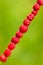 Delicious wild strawberries on a grass straw