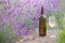 Delicious wine over lavender flowers field. Violet flowers on the background