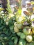 Deliciously fresh guavas with green leaves