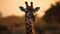 Delight in the juxtaposition of a giraffe\'s elongated neck and the vast expanse of the savannah