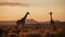 Delight in the sight of two giraffes standing tall amidst the golden grasses of the savannah, their presence symbolizing the