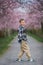 Delightful blond-haired boy in plaid shirt and light-colored pants walks through the cherry blossom park. Spring.