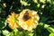 Delightful butterfly on the flower of yellow Dahlia in well-kept flowering public garden.