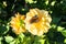 Delightful butterfly on the flower of yellow Dahlia in well-kept flowering public garden.