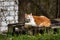 A delightful cat lies in a dirty corner in the open air and looks at the photographer. Sunny day in the park. Domestic cat. Pets.