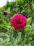 Delightful Dahlias in full bloom, Dahlia Blood Red Color Flowers