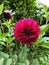 Delightful Dahlias in full bloom, Dahlia Blood Red Color Flowers