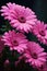 Delightful Daisies: A Garden Profile of Pink Petals and Sweet Sm