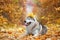 A delightful gray husky lies in the yellow autumn leaves with a crown of leaves on his head and takes pleasure.