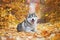 A delightful gray husky lies in the yellow autumn leaves and takes pleasure.