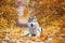 A delightful gray husky lies in the yellow autumn leaves and takes pleasure.