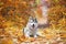 A delightful gray husky lies in the yellow autumn leaves and takes pleasure. Dog on a natural background
