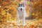 A delightful gray husky stands in yellow autumn leaves and takes pleasure.