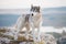 A delightful gray Siberian husky stands on a mountain in the background of a forest and clouds.