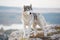 A delightful gray Siberian husky stands on a mountain in the background of a forest and clouds. A dog on a natural background.