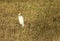 Delightful image of a lonely cattle egret walking in an empty old field.
