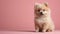 Delightful image of a tiny fluffy dog, exuding charm and irresistible appeal. large copyspace area