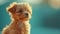 Delightful image of a tiny fluffy dog, exuding charm and irresistible appeal. large copyspace area