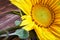 A delightful inflorescence of a sunflower on a wooden surface made of pine boards