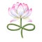 Delightful lotus flower with curving stem. Delicate blooming Water Lily. Stem imitates the lotus position. Watercolor illustration
