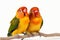 Delightful pair of agapornis fischeri lovebirds isolated against a bright white background