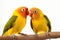 Delightful pair of agapornis fischeri lovebirds isolated against a bright white background