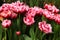 Delightful peony tulips columbus, glowing reddish pink and has decorative white edge