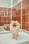 delightful pomeranian spitz standing on pee