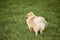 delightful pomeranian spitz walking in park