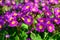 Delightful purple primulas in the garden in early spring close-up.