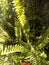 A delightful rare seasonal snapshot of the decorative fern plant