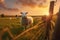 Delightful scene, charming lamb, field, fence, and Islamic sunset