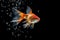 Delightful sight as goldfish releases sparkling bubbles into the water