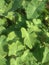 A delightful snapshot of seasonal fresh broad green leaves of taro vegetable roots
