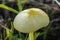 A Delightful Specimen of A Yellow Field Cap Mushroom - Bolbitius Titubens -