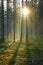 A delightful sunrise in a pine forest, the bright rays of the sun pass through the trees and illuminate the soft green