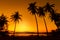 Delightful sunset over the ocean. Against the sky the dark silhouette of a coconut trees