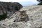 A delightful tabby cat lies on the edge of a cliff in the mountains. Drowsy striped cat on a delightful landscape background.