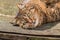 A delightful tricolor cat lies in a dirty corner in the open air and looks at the photographer. Sunny day in the park.