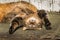 A delightful tricolor cat lies in a dirty corner in the open air and looks at the photographer. Sunny day in the park.