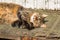 A delightful tricolor cat lies in a dirty corner in the open air and looks at the photographer. Sunny day in the park.