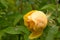 Delightful yellow rose in the summer garden