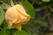 Delightful yellow rose in the summer garden